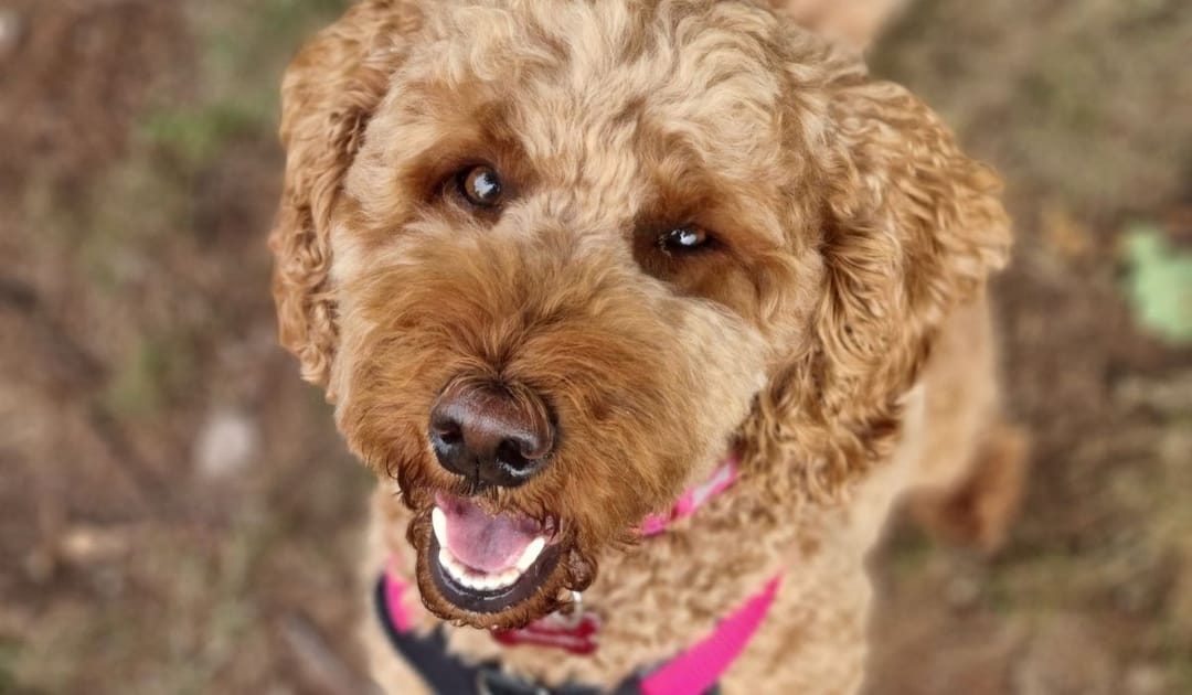 Doggy member Autumn, the Miniature Labradoodle, enjoying a woodland walk