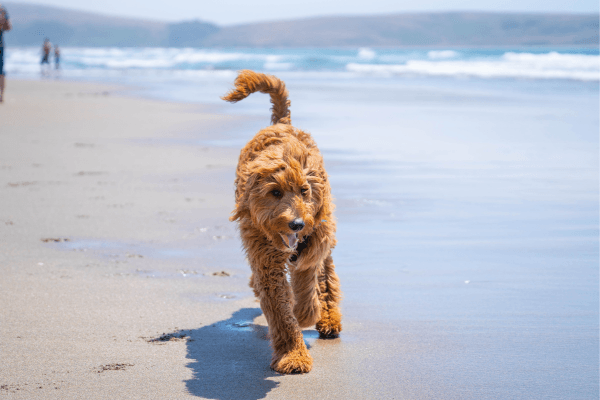 Dog running on the beach