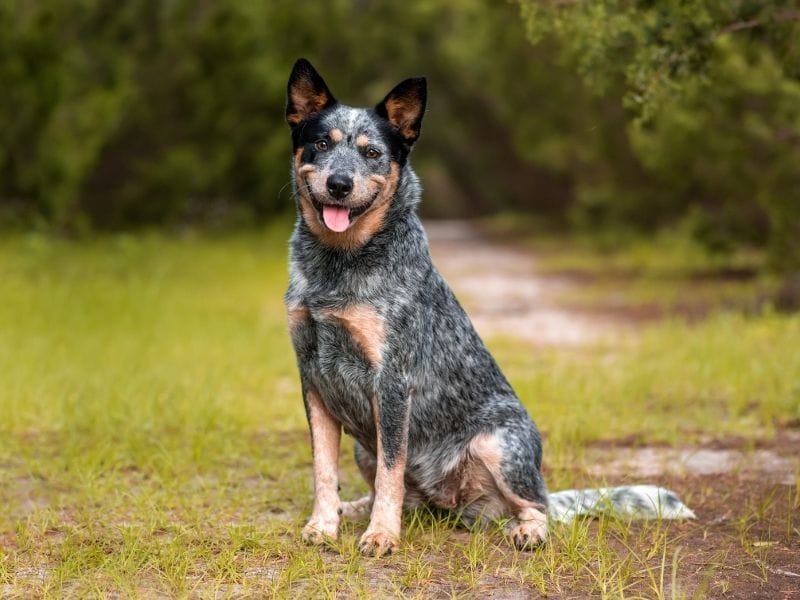 An Australian Cattle Dog sat happily at the entrance to a peaceful woodlands