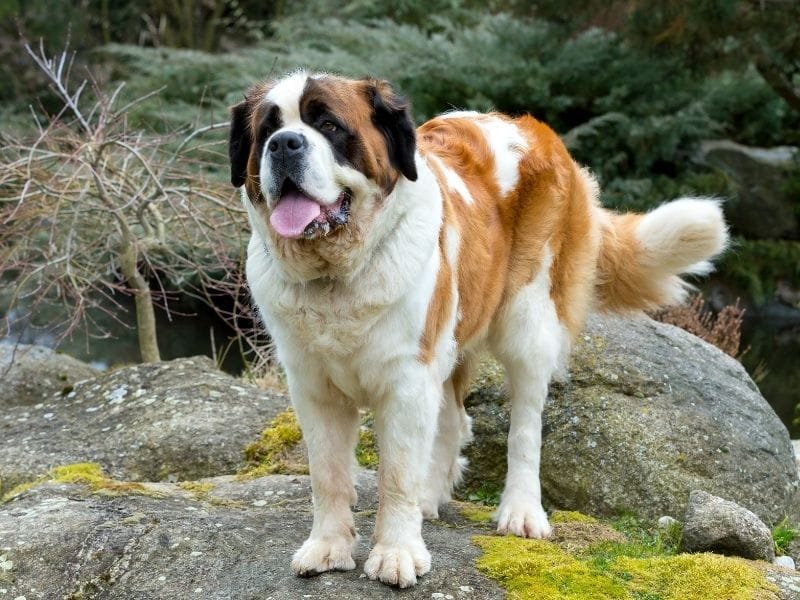 Happy St. Bernard standing on rocks. This is a beautiful breed