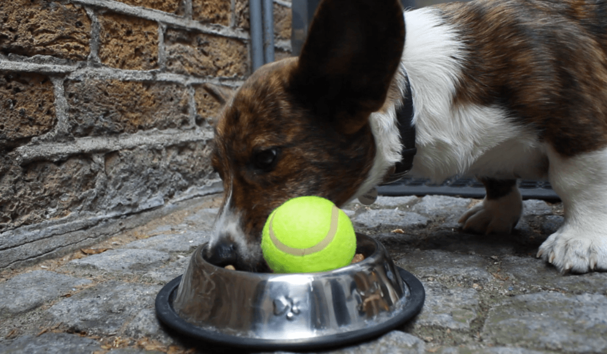 A small, brown and white dog is eating, with a tennis ball in the bowl of food to slow down eating.