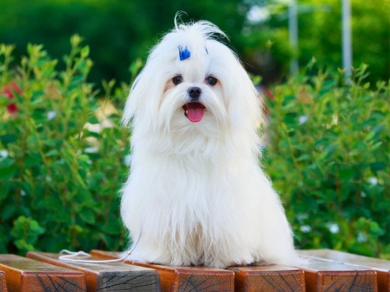 A cute, fluffy white dog with floppy ears and dark eyes and nose, sits on a wall of a garden