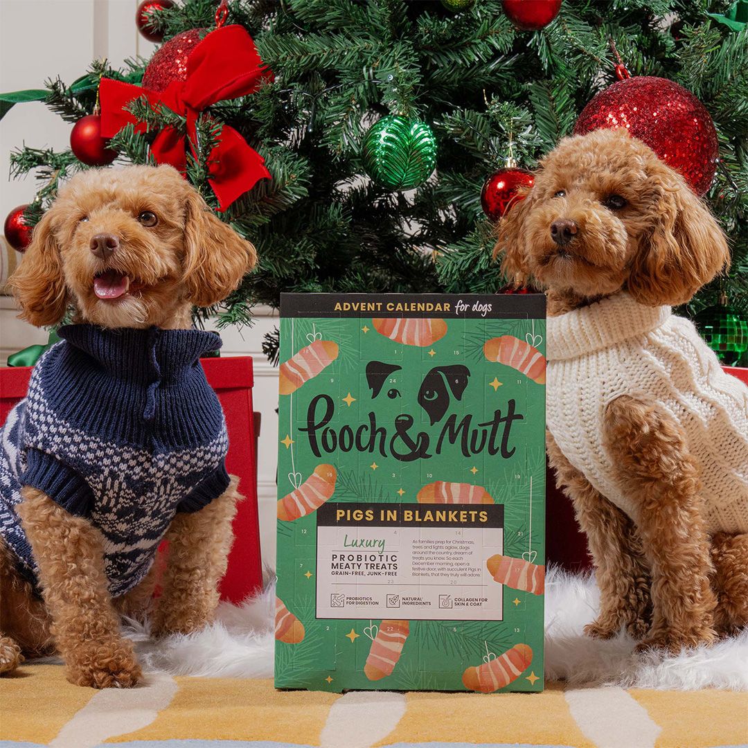 Cuddly Cavapoos pose with a Pooch and Mutt Advent Calendar