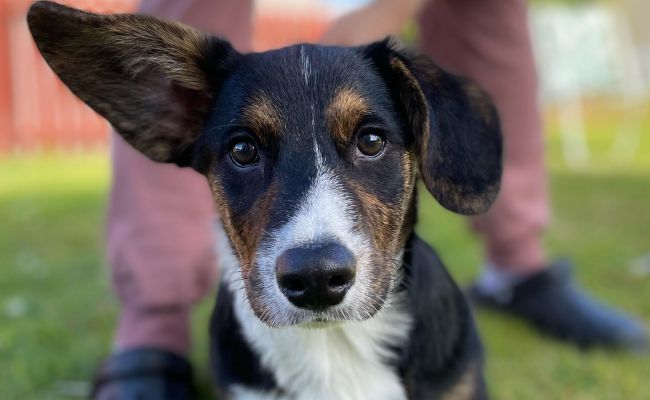 Doggy member Moose, the Cardigan Welsh Corgi sitting with one ear flopped
