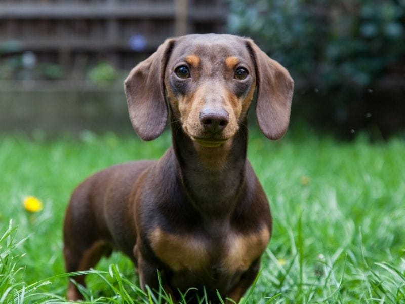 Dachshund Dog Breed Guide: Care, training and fun facts