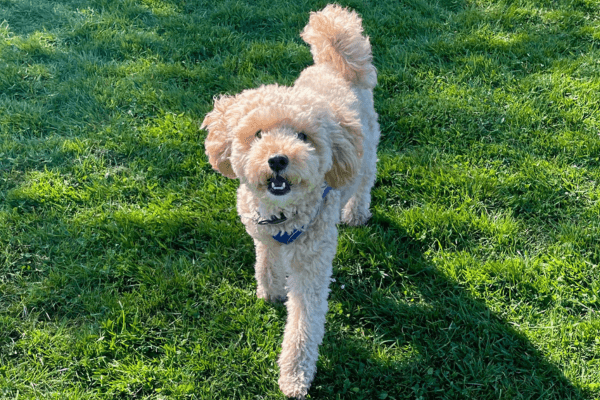 Happy the Toy Poodle