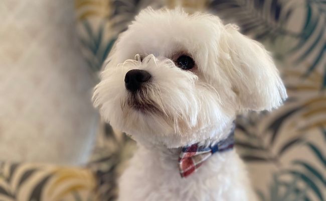 Doggy member Buddy, the Maltese wearing his checked bow tie