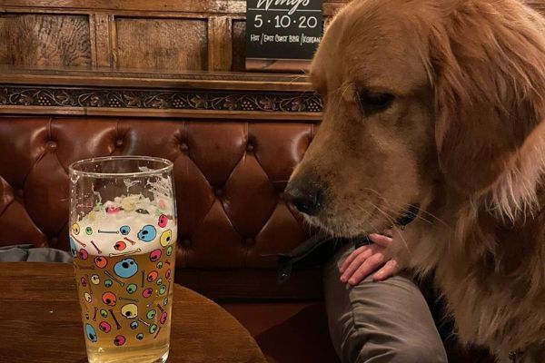 Kevin the Golden Retriever staring intently at the pint of lager on the table in front of him.