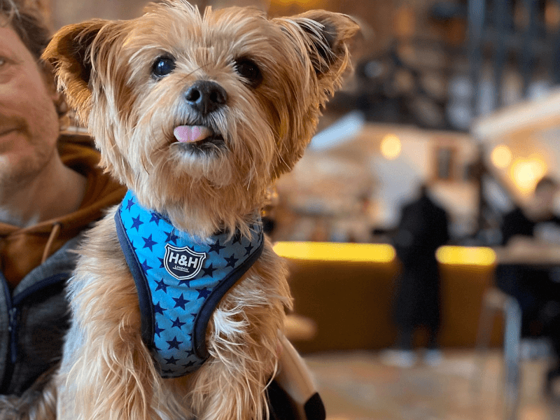 Cute little dog in pub