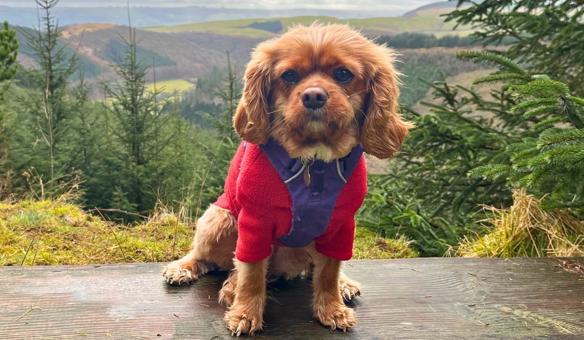 Doggy member Kalli, the Cavalier King Charles Spaniel enjoying the scenic views
