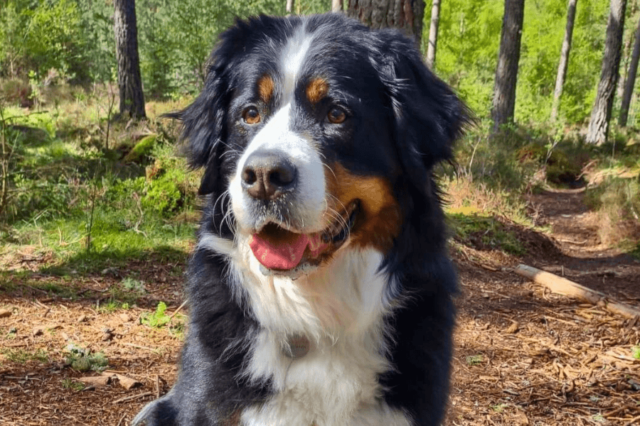 A St Bernard Enjoying a Forest Sniffari