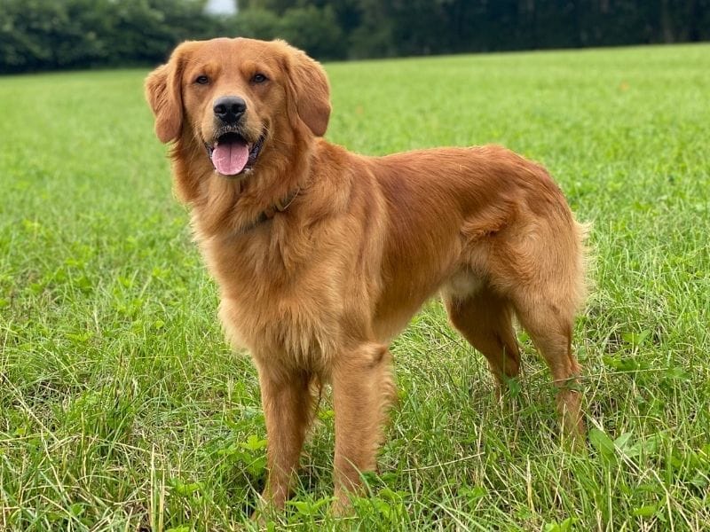 A beautiful dog with a lustrous, golden orange red coat, smiling at the camera with his tongue out.