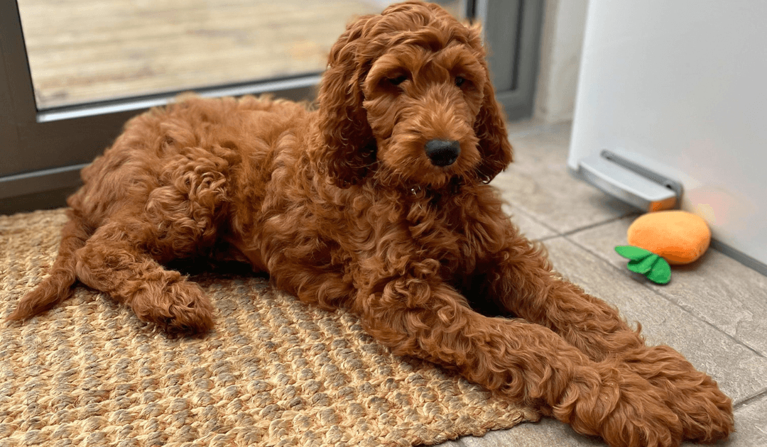Doggy member Nelly, the Cross Breed, chilling in the kitchen