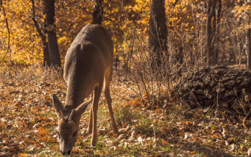 Roe Deer in the Woods