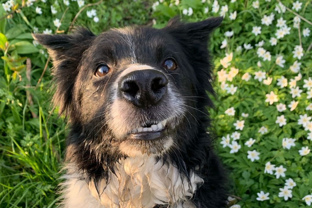 Doggy member Ben, the Border Collie, enjoying a walk with their borrower