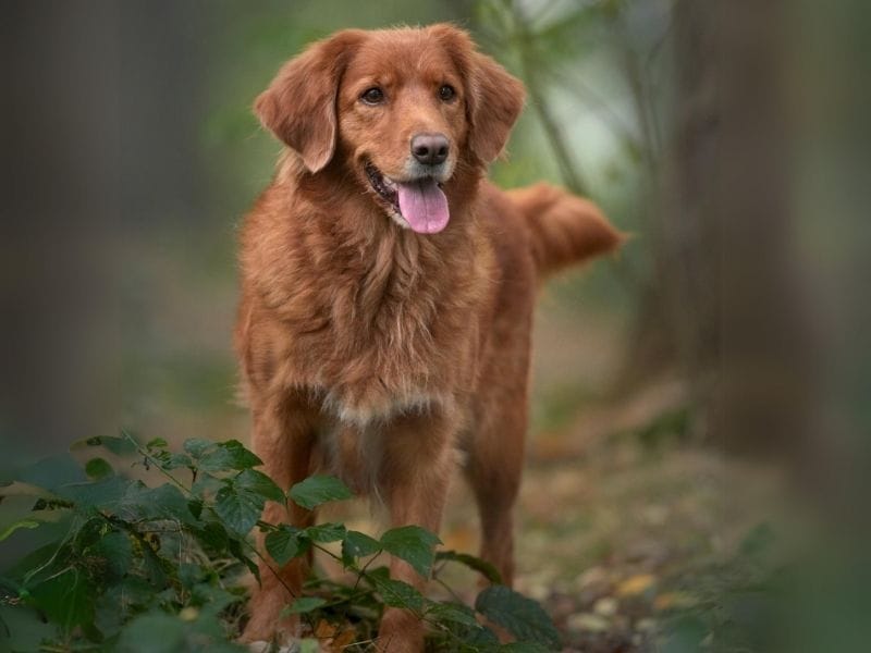 A happy Nova Scotia Duck Tolling Retriever stands in a woodlands on the lookout for squirrels