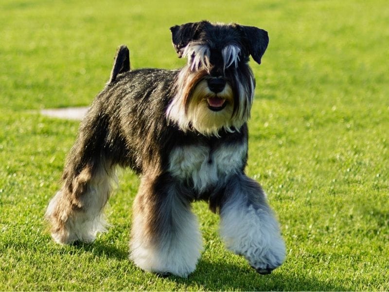 Schnauzer standing proudly on very green grass