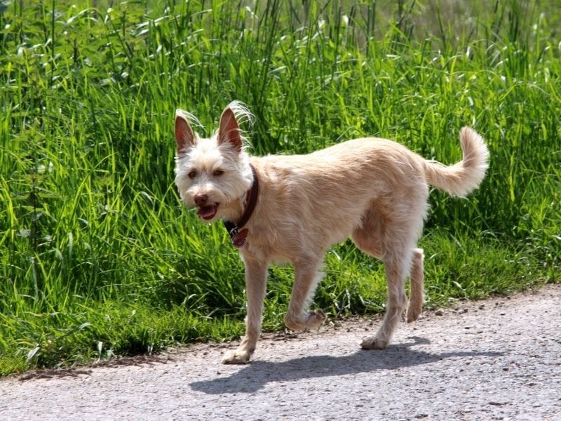 A happy Portuguese Podengo casually running along the path on a sunny morning