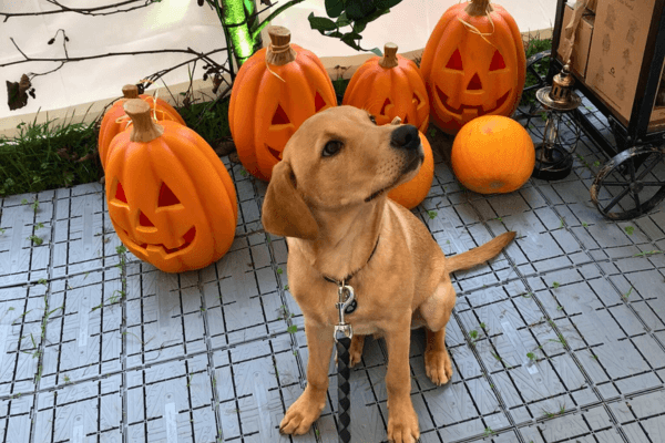 Dog with Jack O Lanterns