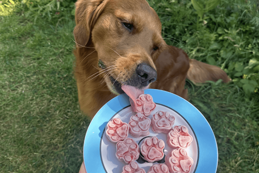 Digby Enjoying some Frozen Treats