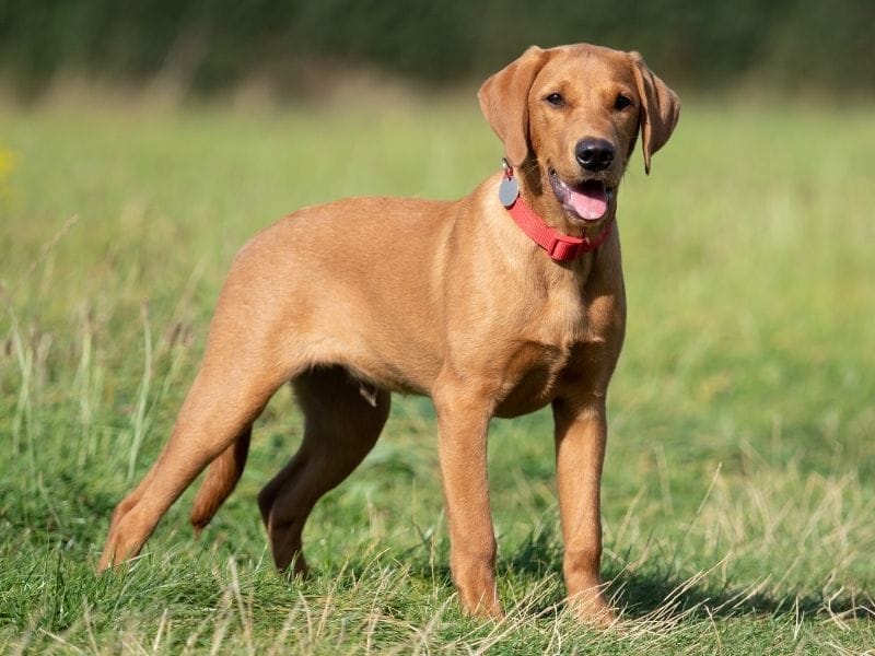A Labrador retriever standing in a field
