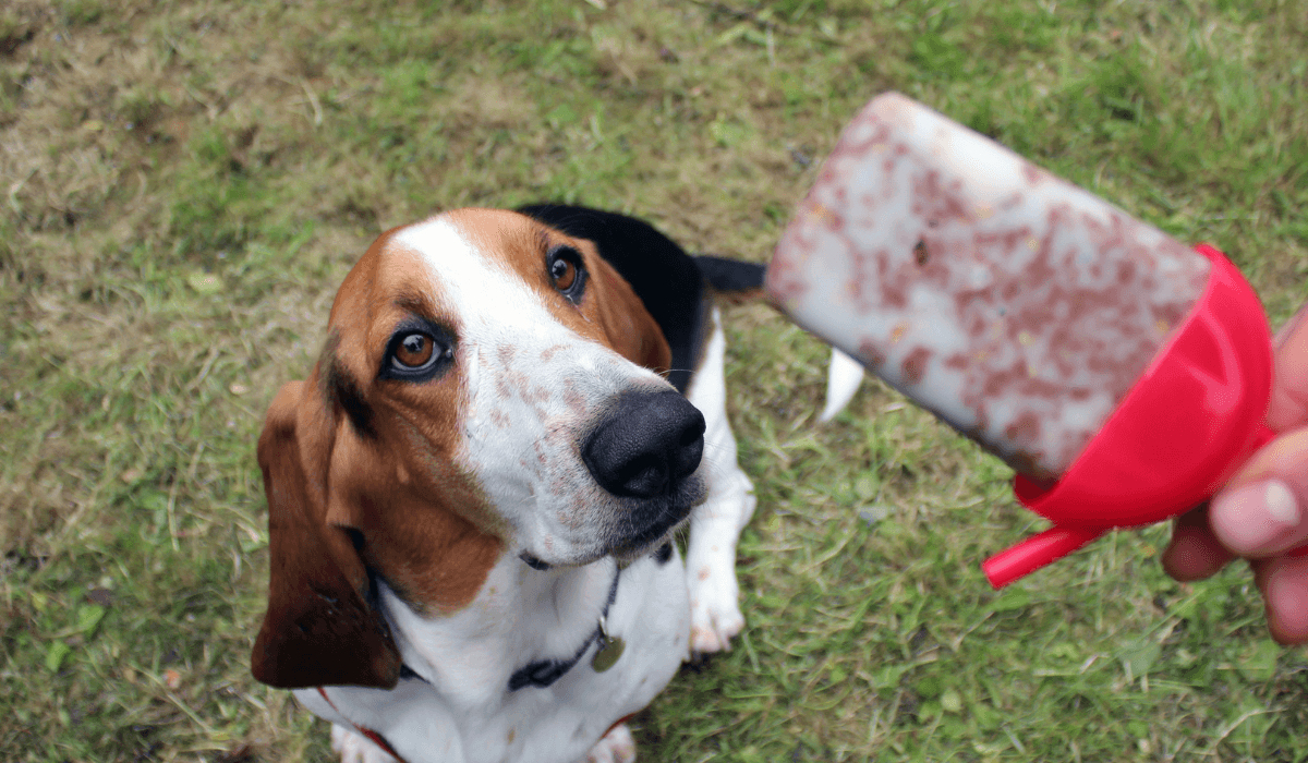 A beautiful white & brown dog sits patiently waiting for their pupsicle which is heading their way.