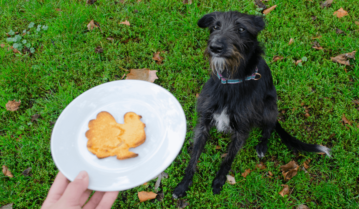 A gorgeous black dog with a little white beard, a white chest and tip of the tail