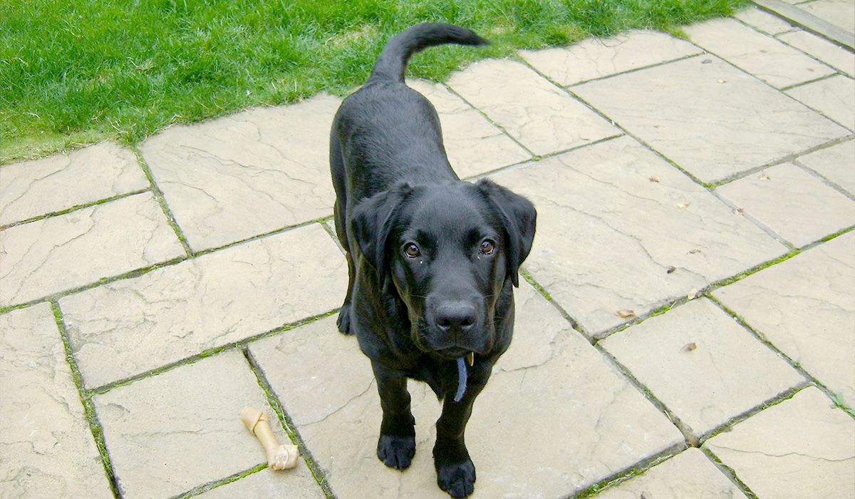 A handsome black lab with a glossy coat stands in a garden looking at the camera & wagging his tail