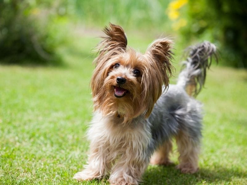 A happy Yorkshire Terrier standing in the garden poised and ready to play