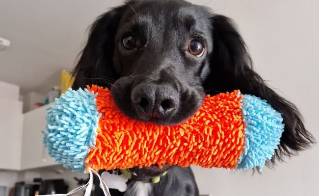 Doggy member Robin, the Cocker Spaniel, holding a plush toy