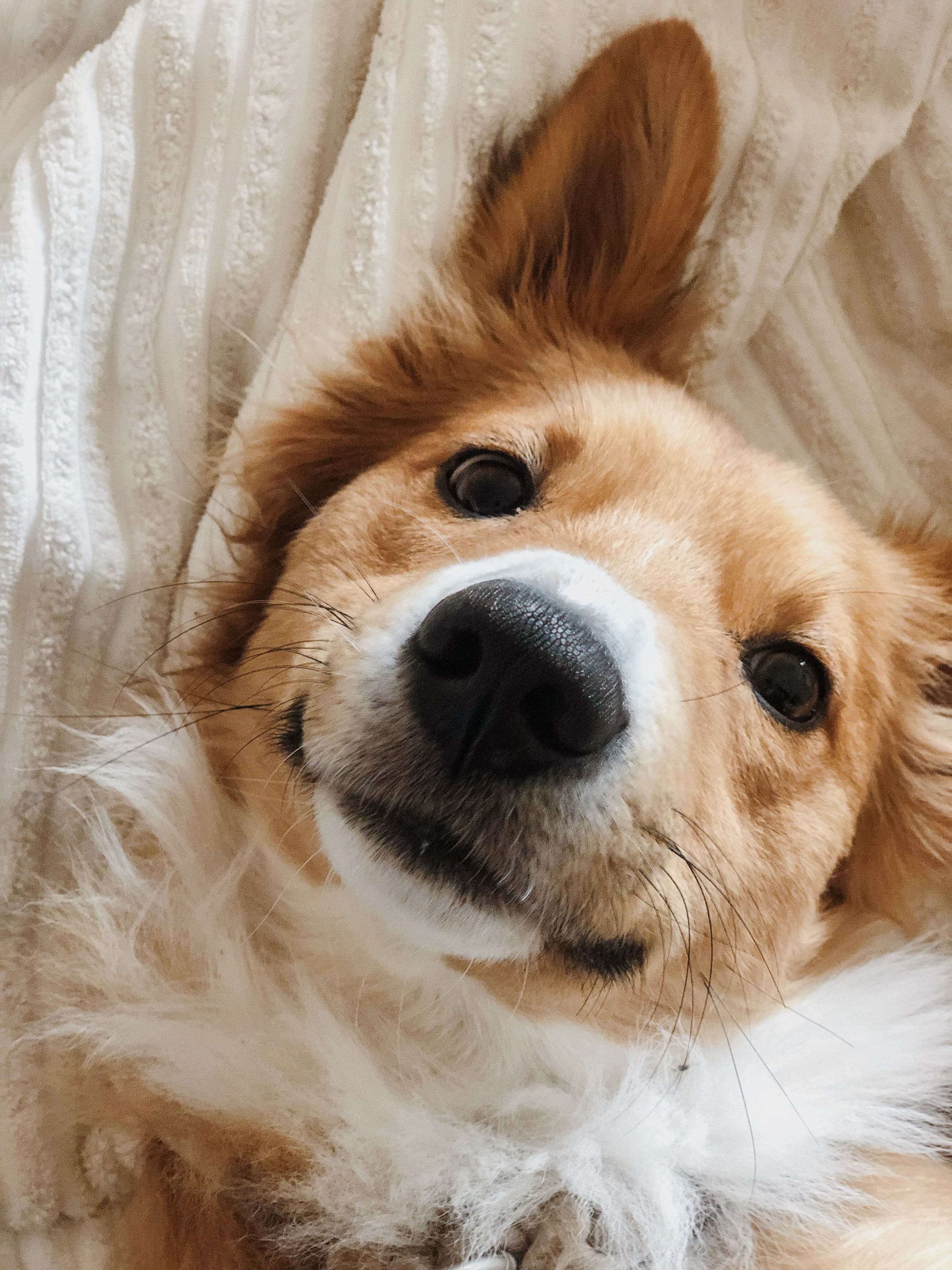 Dogs and Wellbeing: Resource Hub