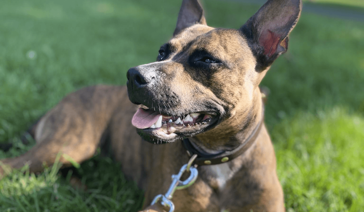 A majestic Staffordshire Bull Terrier sits in the grass enjoying the evening sun, on their lead.