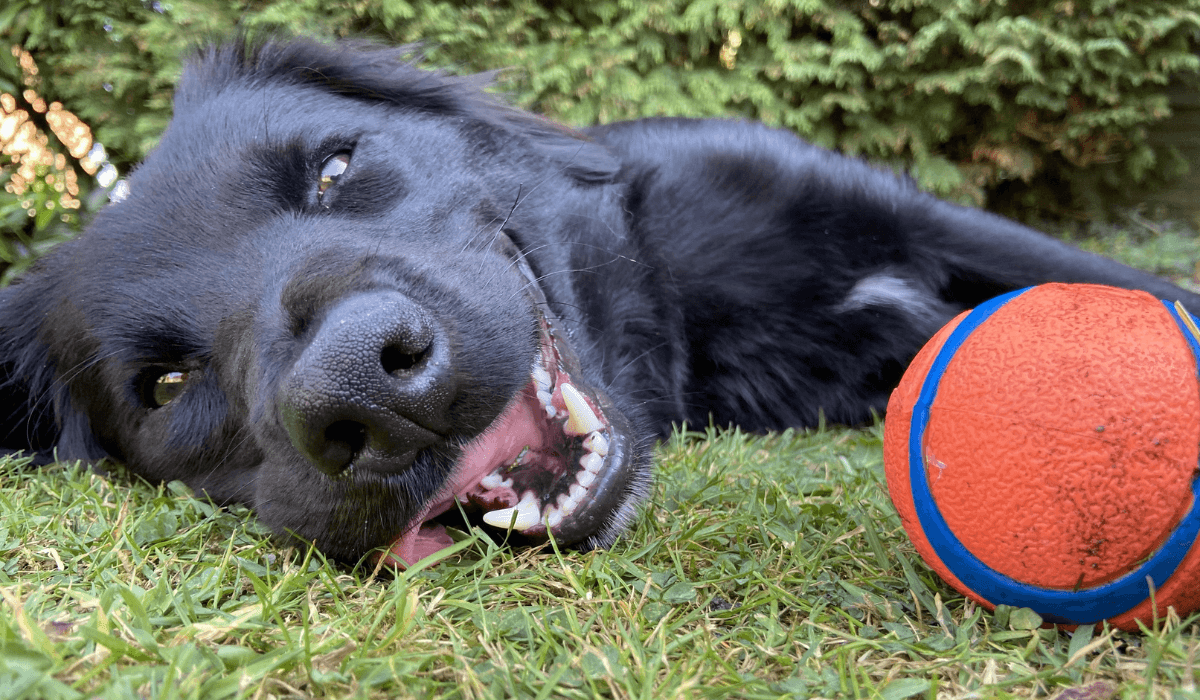 A beautiful black dog looks happy and tired after a fun game with his orange ball.