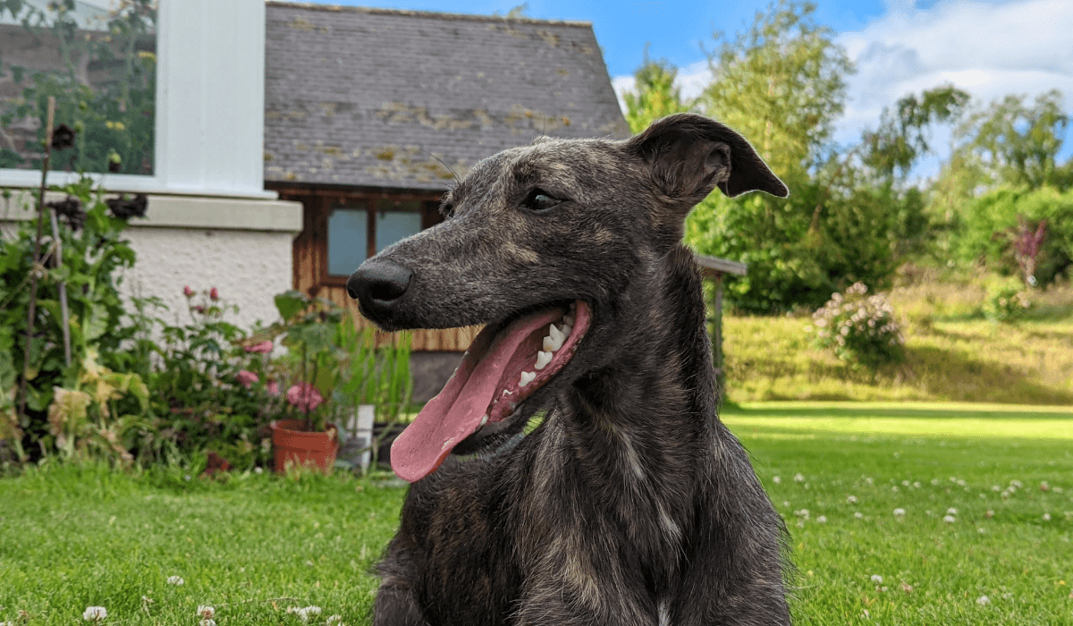 A beautiful Cross Breed sits in a shady spot in a large garden of a country cottage.