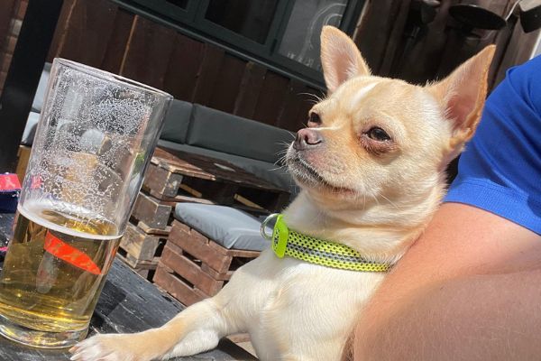 Peanut the Chihuahua sitting next to their borrower who is enjoying a pint