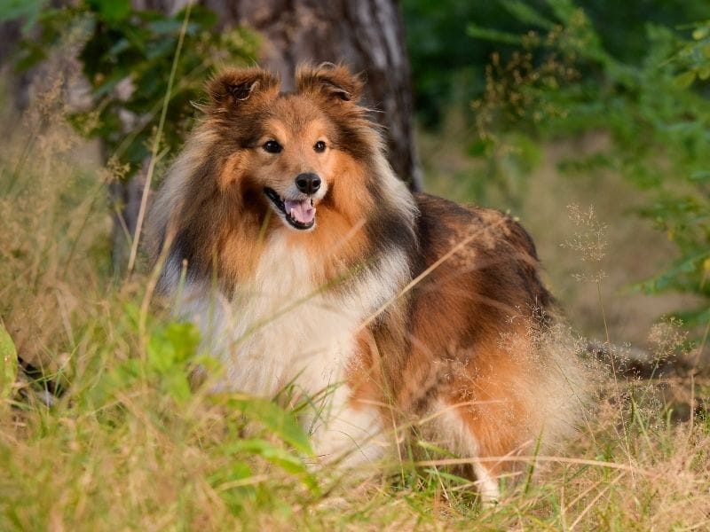A Shetland Sheepdog is standing along the hedge line looking out into the distance