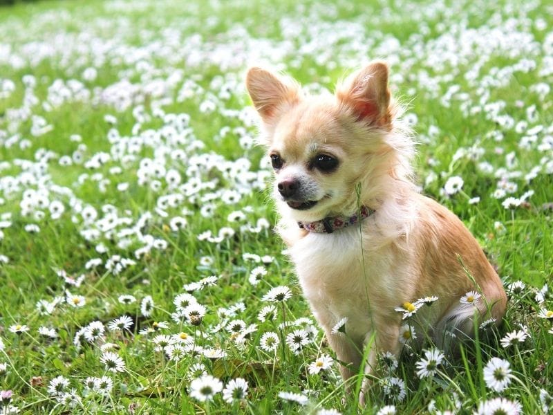 A beige Chihuahua sitting in a field of daisies on a spring day