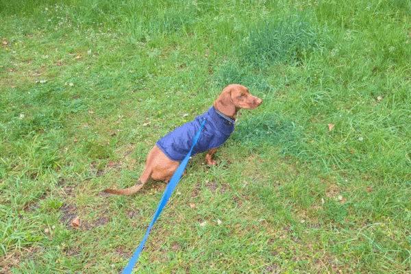 Janet and her Furry Friend