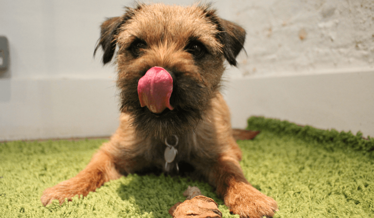 A cute Border Terrier is lying on the floor after enjoying the Sweet Potato Chew.