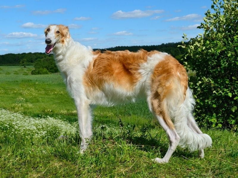 An elegant white and golden Borzoi stands in the field on a windy day