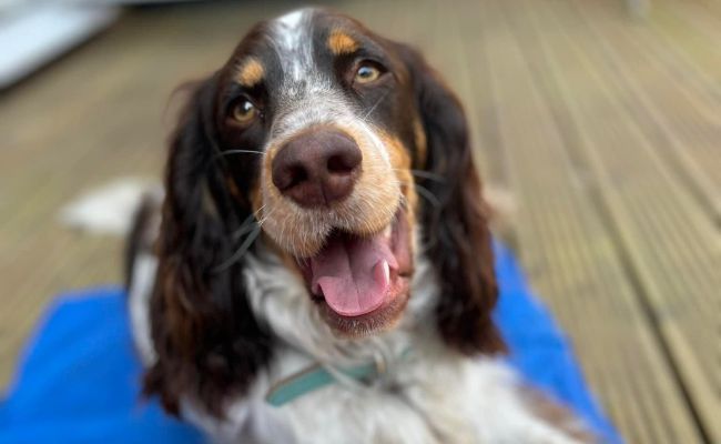 Doggy member Mowgli, the Sprocker lying on his cooling mat on the garden