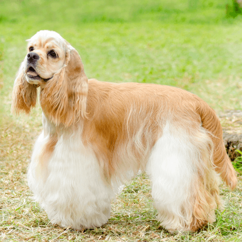 American Cocker Spaniel Dog Breed Guide: Care, training and fun facts