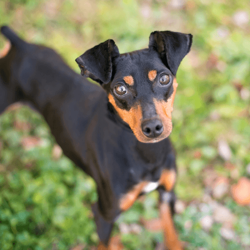Manchester Terrier Dog Breed Guide: Care, training and fun facts