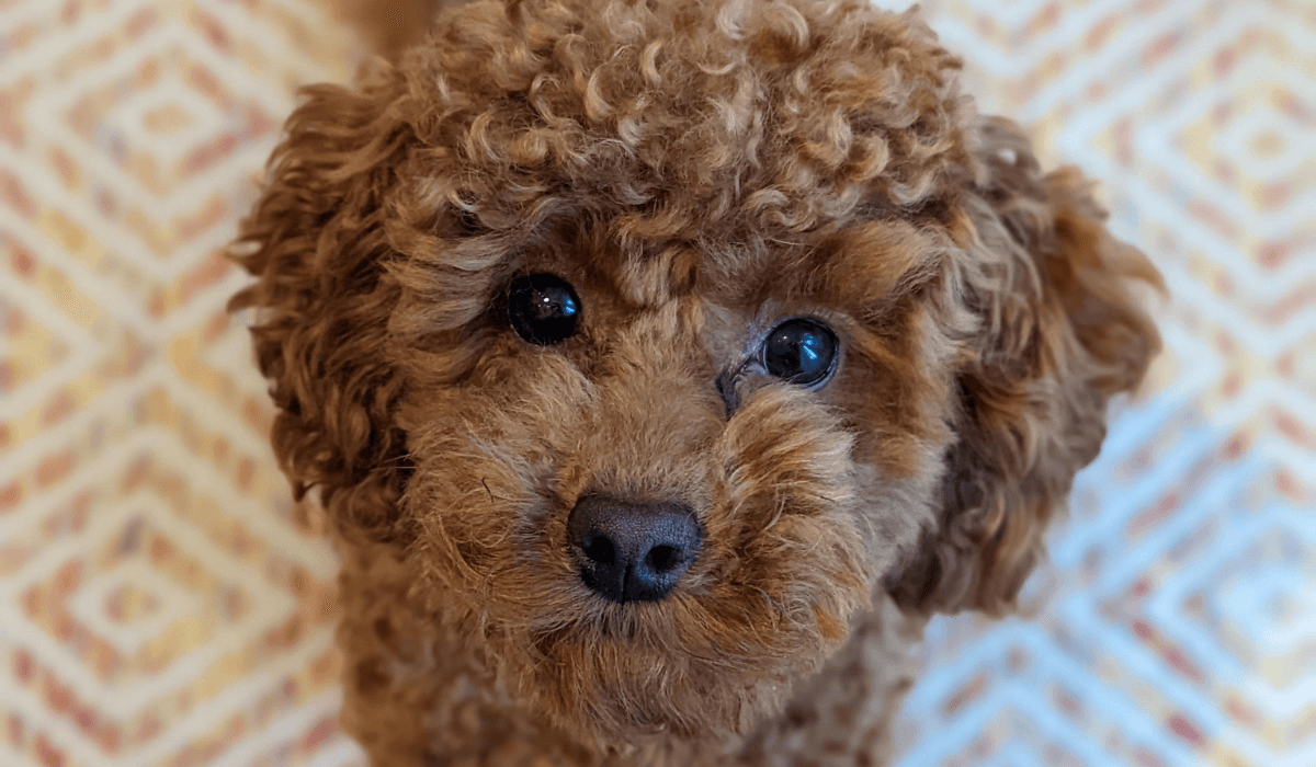 An adorable, apricot Poodle is sat pretty looking upwards with the most beautiful puppy dog eyes.