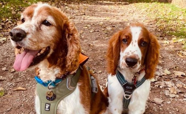 Doggy members Mr Pip and Joe, the Welsh Springer Spaniels