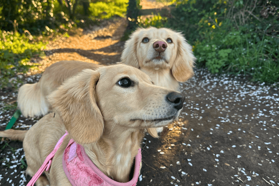 Two Blonde Dachshunds in a Spring Forest