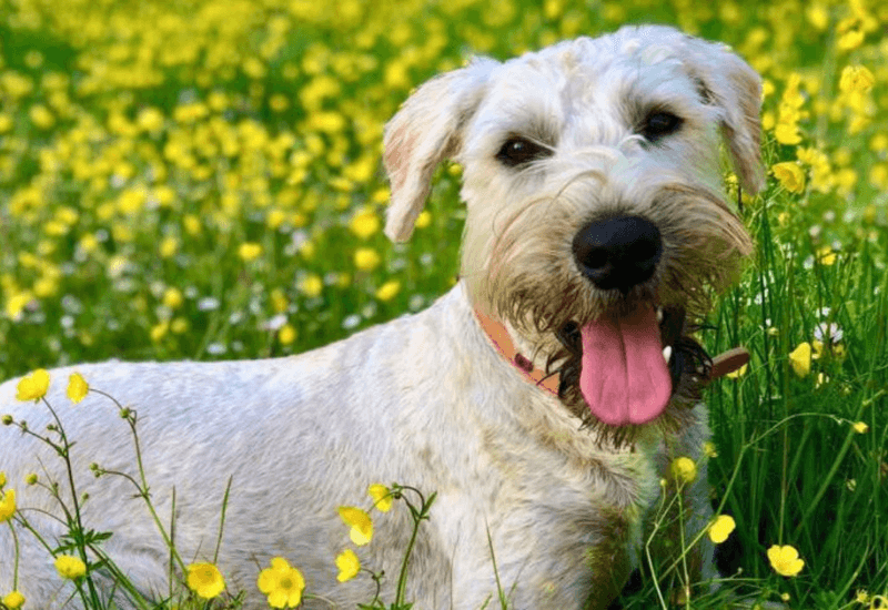 A cute white dog enjoys the summer