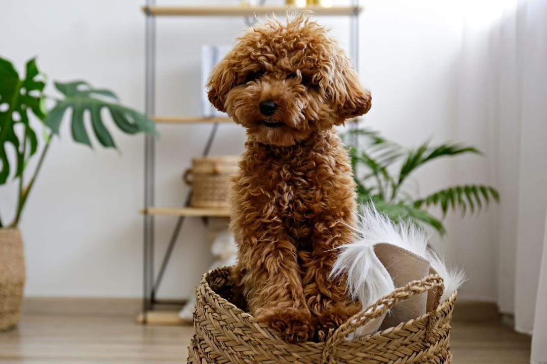 A golden, red Poodle is sat on top of a woven basket at her borrowers