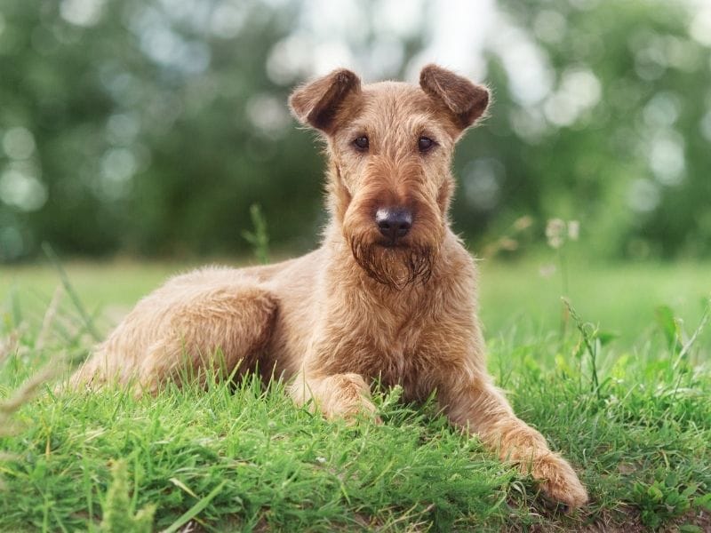 Irish Terrier Dog Breed Guide: Care, training and fun facts