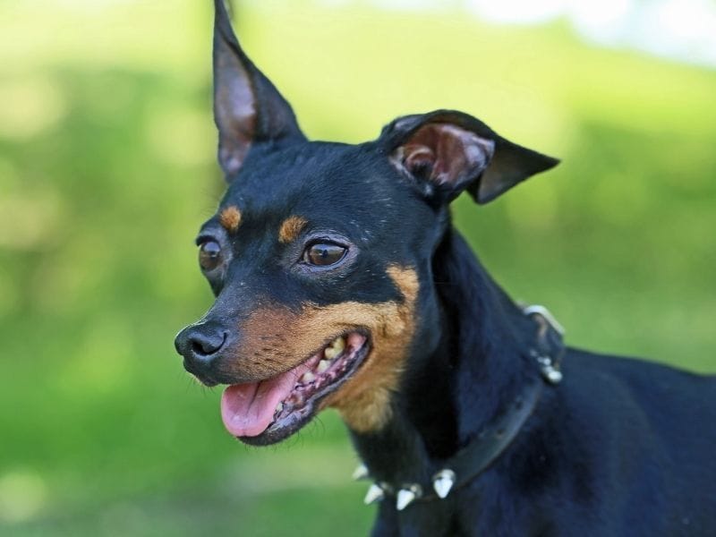 A happy Miniature Pinscher on his afternoon walkies